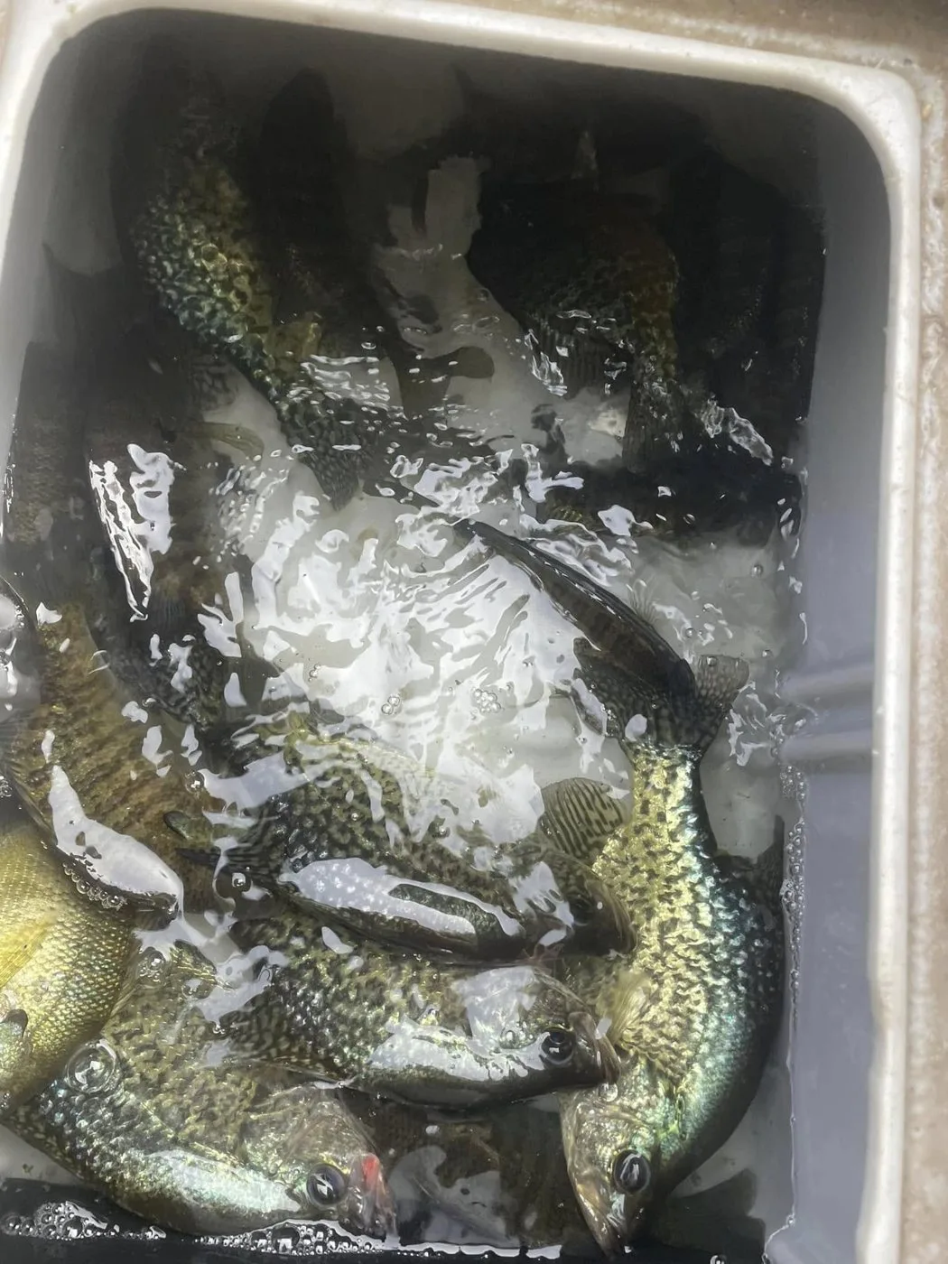 A livewell full of fall crappie