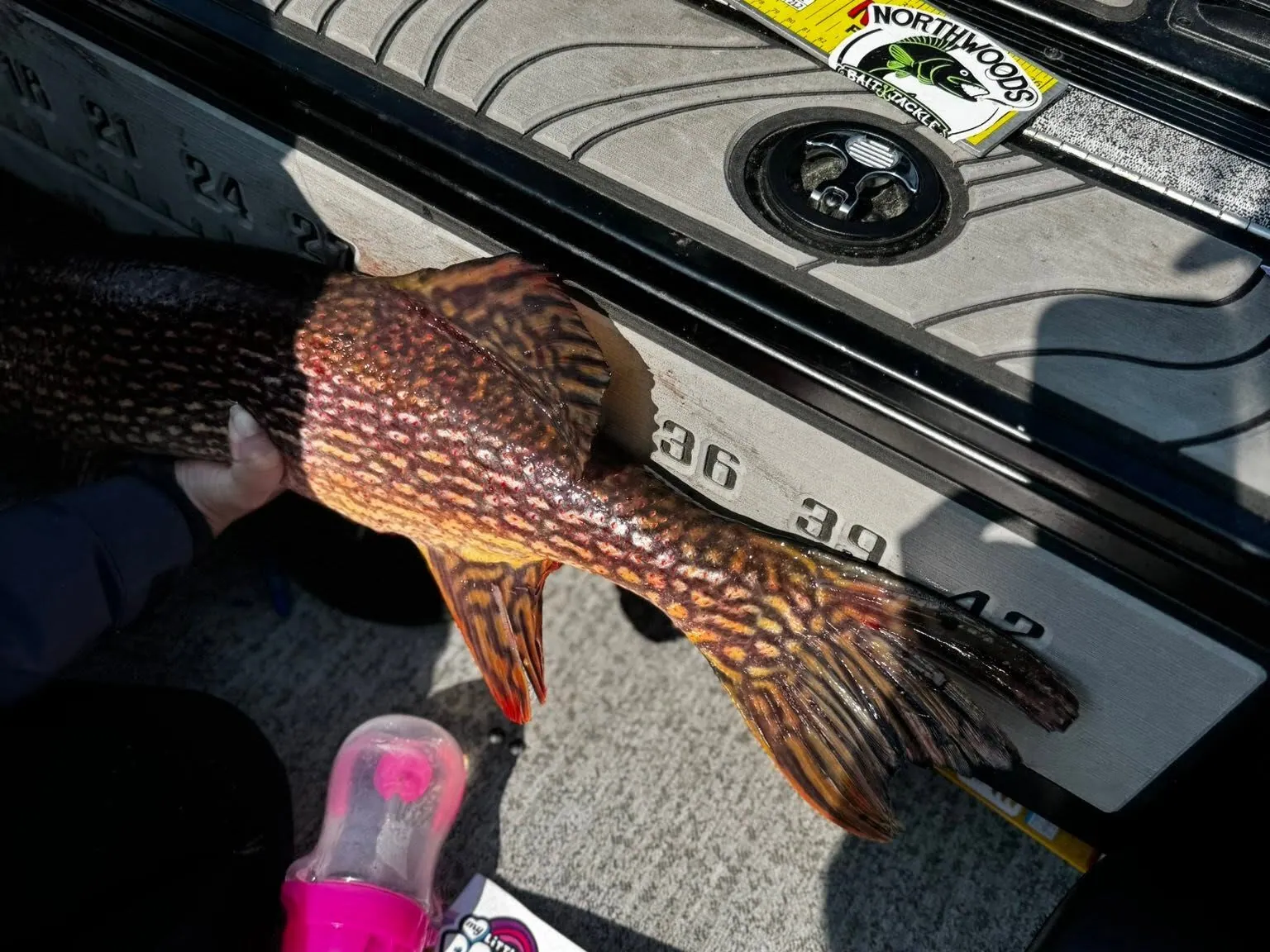 Walleye Numbers and Trophy Pike – Camp Lake St. Joseph: Canadian Family Fishing Trip